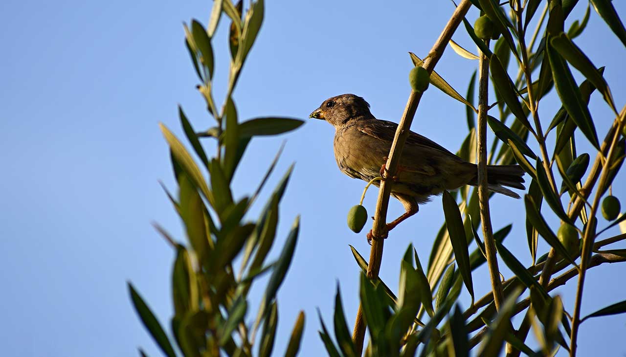 Bird Watching in Texas: A Journey Through the Lone Star State’s Avian Paradise